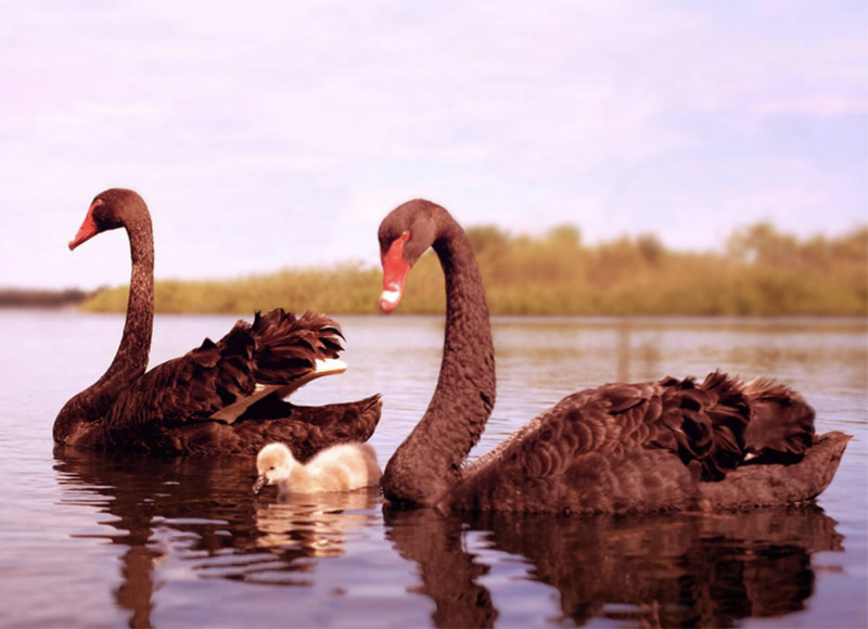 Image is not available